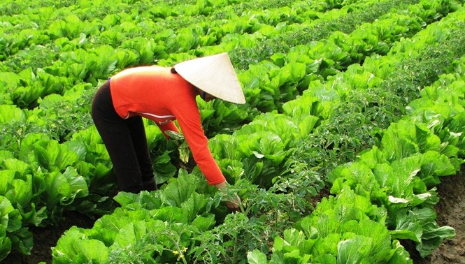 Phát triển chuỗi rau an toàn