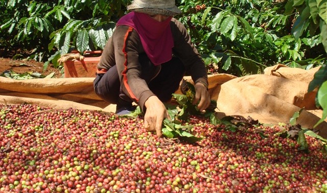 Gia Lai: Mùa thu hoạch cà phê