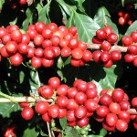 Coffee cherries at Monte Alegre
